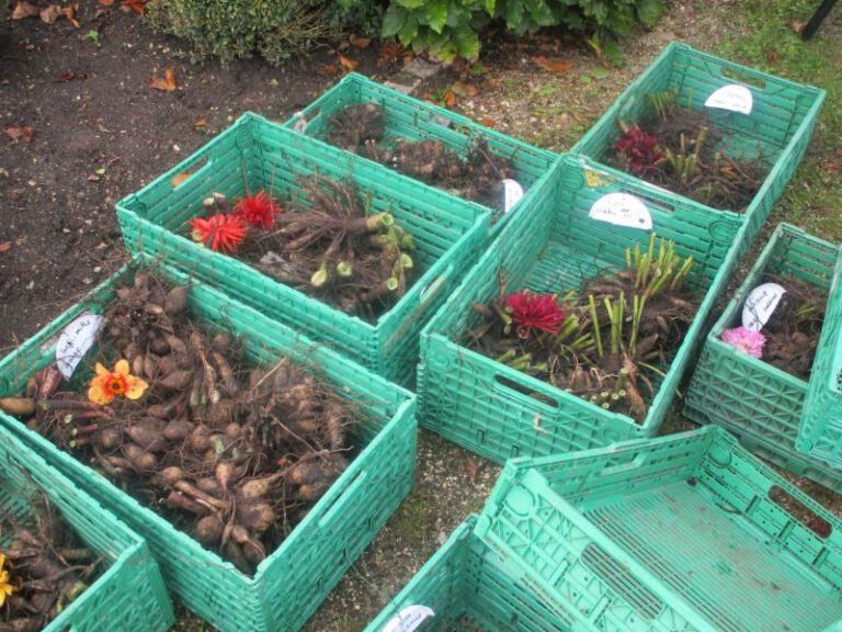 Anblüh’n im Brenzpark 2026